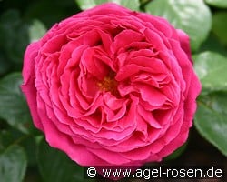 Ausbloom Old English Rose kaufen, clicken für mehr Details Ausbloom Old English Rose