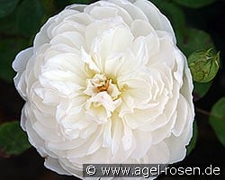 Auslevel Old English Rose kaufen, clicken für mehr Details Auslevel Old English Rose