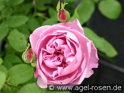 Ausren Old English Rose kaufen, clicken für mehr Details Ausren Old English Rose