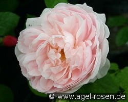 Ausvariety Old English Rose kaufen, clicken für mehr Details Ausvariety Old English Rose
