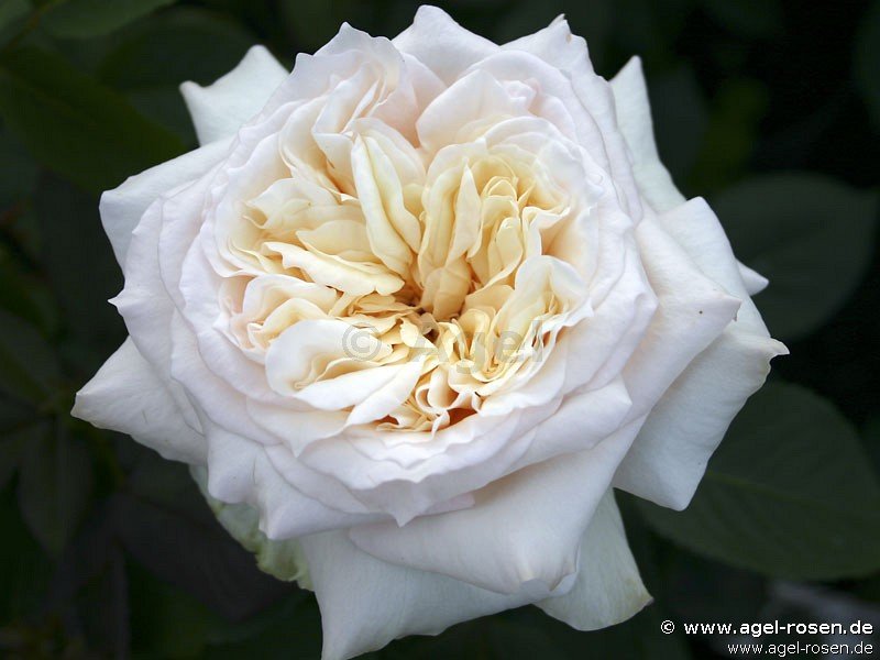 Rose ‘Bad Homburg‘ (wurzelnackte Rose)