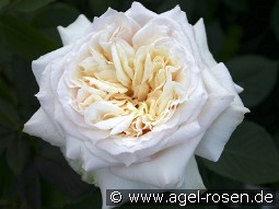 Bad Homburg kaufen, clicken für mehr Details Bad Homburg