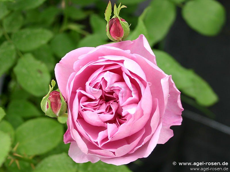 Rose ‘Charles R. Mackintosh‘ (wurzelnackte Rose)