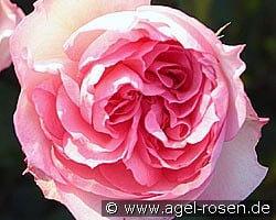 Christian Schultheis kaufen, clicken für mehr Details Christian Schultheis