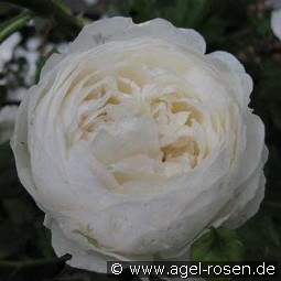 Claire Austin kaufen, clicken für mehr Details Claire Austin