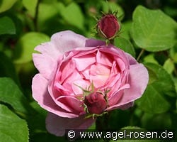 Constance Spry Old English Rose kaufen, clicken für mehr Details Constance Spry Old English Rose