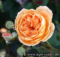 Crown Princess Margareta kaufen, clicken für mehr Details Crown Princess Margareta