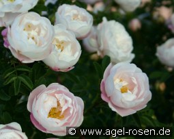 Desdemona kaufen, clicken für mehr Details Desdemona