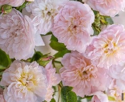 Elizabeth kaufen, clicken für mehr Details Elizabeth