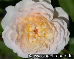 Emily Brontë kaufen, clicken für mehr Details Emily Brontë