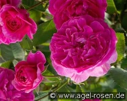 Englands Rose kaufen, clicken für mehr Details Englands Rose