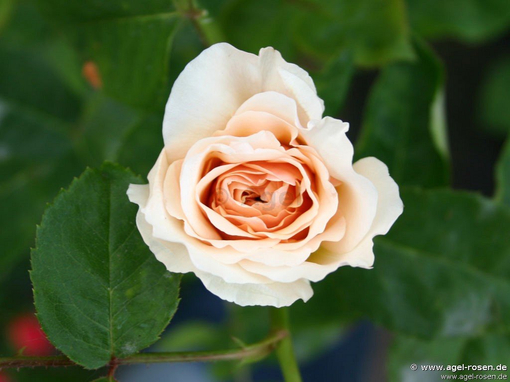 Rose ‘English Garden‘ (2-Liter Biotopf)