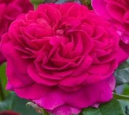 Gabriel Oak kaufen, clicken für mehr Details Gabriel Oak