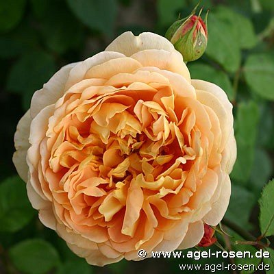 Rose ‘Golden Celebration‘ (Hochstamm (~110cm) im 6,5l Topf)