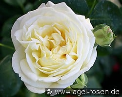 Gruß an Oldenburg kaufen, clicken für mehr Details Gruß an Oldenburg