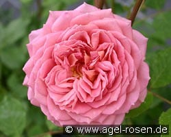 Jubilee Celebration kaufen, clicken für mehr Details Jubilee Celebration