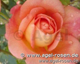 Rose ‘Lady of Shalott‘ (Hochstamm (~90cm) im 6,5l Topf )