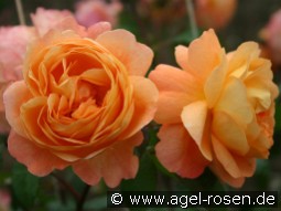 Laeha kaufen, clicken für mehr Details Laeha