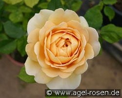 Molineux kaufen, clicken für mehr Details Molineux