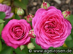 Old Port kaufen, clicken für mehr Details Old Port