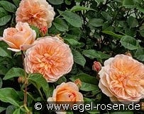 Port Sunlight kaufen, clicken für mehr Details Port Sunlight