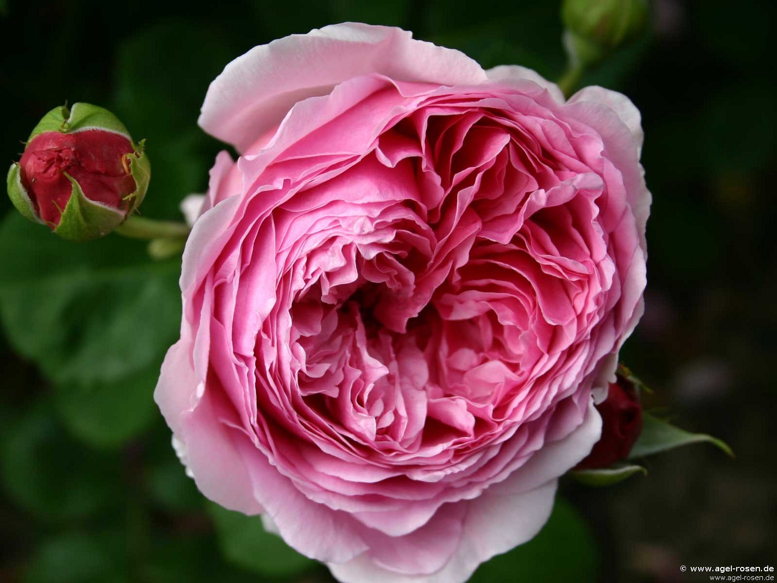 Rose ‘Princess Alexandra of Kent‘ (wurzelnackte Rose)