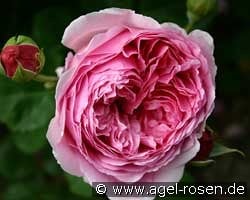 Princess Alexandra of Kent kaufen, clicken für mehr Details Princess Alexandra of Kent