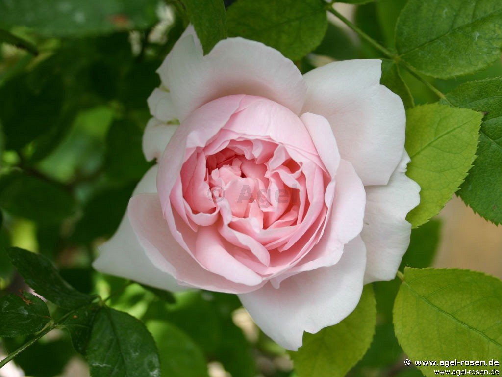 Rose ‘Redouté‘ (2-Liter Biotopf)