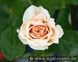 Schloß Glücksburg kaufen, clicken für mehr Details Schloß Glücksburg