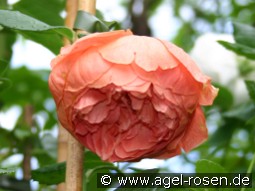 Summer Song kaufen, clicken für mehr Details Summer Song