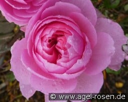 The Ancient Mariner kaufen, clicken für mehr Details The Ancient Mariner