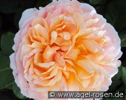 The Lady Gardener kaufen, clicken für mehr Details The Lady Gardener