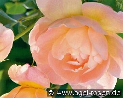 The Lark Ascending kaufen, clicken für mehr Details The Lark Ascending