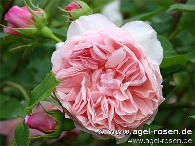 Rose ‘William Morris‘ (8-Liter Topf (Präsentrose))