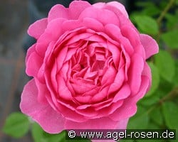 Wisley 2008 kaufen, clicken für mehr Details Wisley 2008