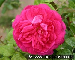 Young Lycidas kaufen, clicken für mehr Details Young Lycidas