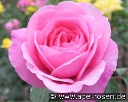 AUSbord Old English Rose kaufen, click for more details AUSbord Old English Rose