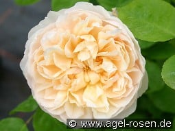 AUSbreak Old English Rose kaufen, click for more details AUSbreak Old English Rose