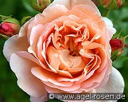 AUScot Old English Rose kaufen, click for more details AUScot Old English Rose
