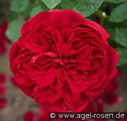 AUScrim Old English Rose kaufen, click for more details AUScrim Old English Rose