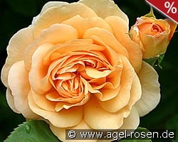 AUSfather Old English Rose kaufen, click for more details AUSfather Old English Rose