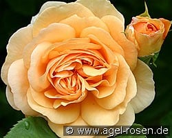 AUSfather Old English Rose kaufen, click for more details AUSfather Old English Rose