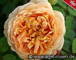 AUSgold Old English Rose kaufen, click for more details AUSgold Old English Rose
