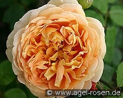 AUSgold Old English Rose kaufen, click for more details AUSgold Old English Rose