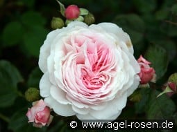 AUSham 2029 kaufen, click for more details AUSham 2029