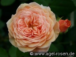 AUSlea Old English Rose kaufen, click for more details AUSlea Old English Rose