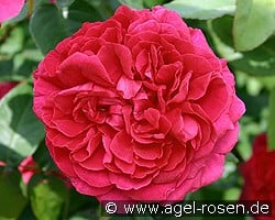 AUSlo Old English Rose kaufen, click for more details AUSlo Old English Rose