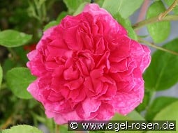 AUSlot 2029 kaufen, click for more details AUSlot 2029