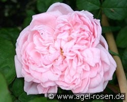 AUSmak Old English Rose kaufen, click for more details AUSmak Old English Rose