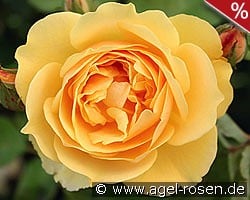 AUSmas Old English Rose kaufen, click for more details AUSmas Old English Rose